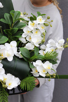 White Orchidera kompozycja nagrobna w plastikowym naczyniu