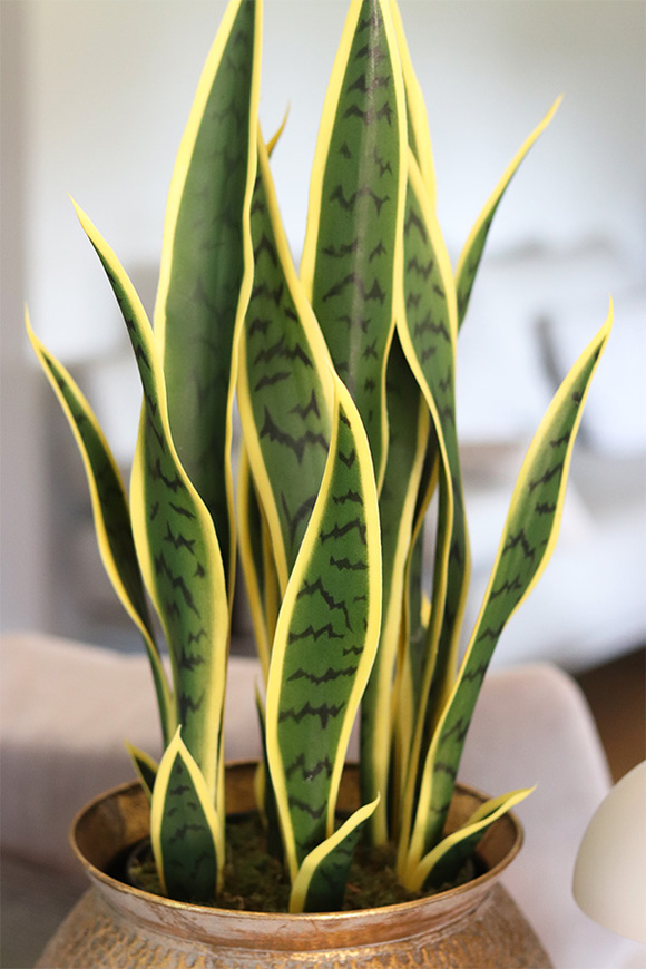 Sansewieria Eduardo, roślina sztuczna w złotej donicy