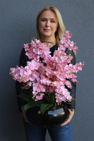 Black Orchid Japania, duży storczyk w czarnej donicy