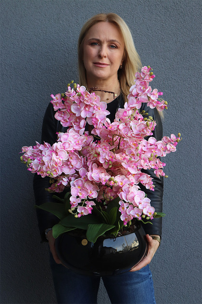 Black Orchid Japania, duży storczyk w czarnej donicy