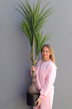 Dracena, wysokiej jakości sztuczna roślina, wys.173cm