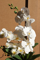 Blumelia Creme, gumowy storczyk w doniczce