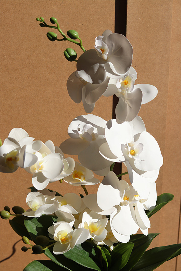 Blumelia Creme, gumowy storczyk w doniczce