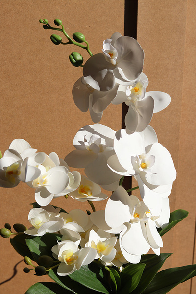 Blumelia Creme, gumowy storczyk w doniczce