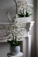 Tajlandia Simple, sztuczny storczyk tajski