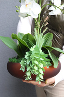 Kleneta Copper, storczyk & sukulenty w czarnej misie