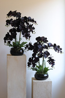 Negra Pianola, sztuczny czarny storczyk w osłonce