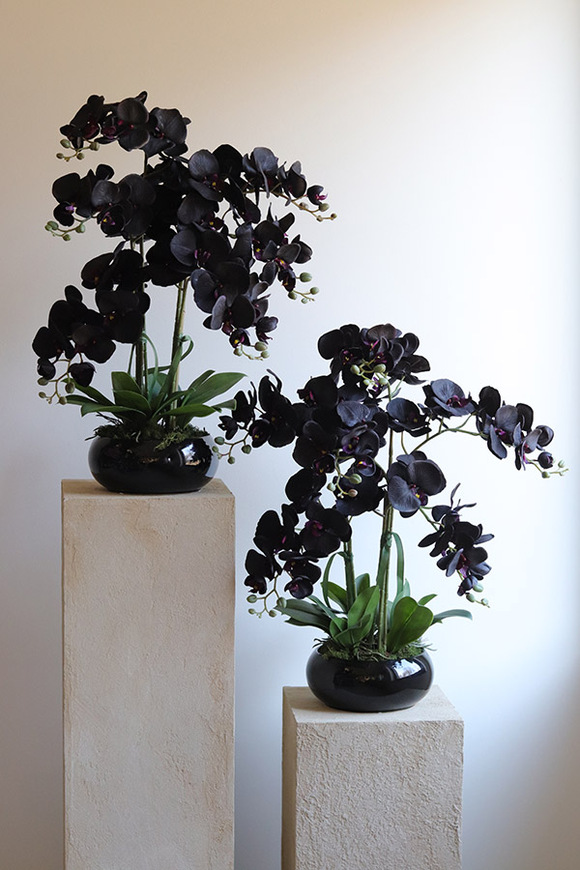 Negra Pianola, sztuczny czarny storczyk w osłonce