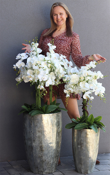 bardzo elegancki storczyk Srebrna Bajka