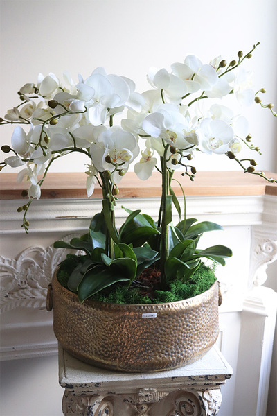 efektowny storczyk w metalowej misie, Ferrata Gold