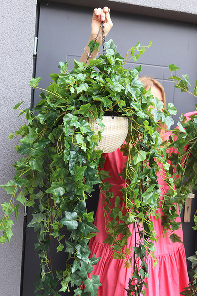 Bluszcz Doniczkowy, kompozycja zielona w wiszącej donicy