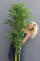 Bambus Concrete, sztuczna roślina w betonowej donicy