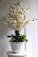 Hellada, storczyk cymbydium w doniczce