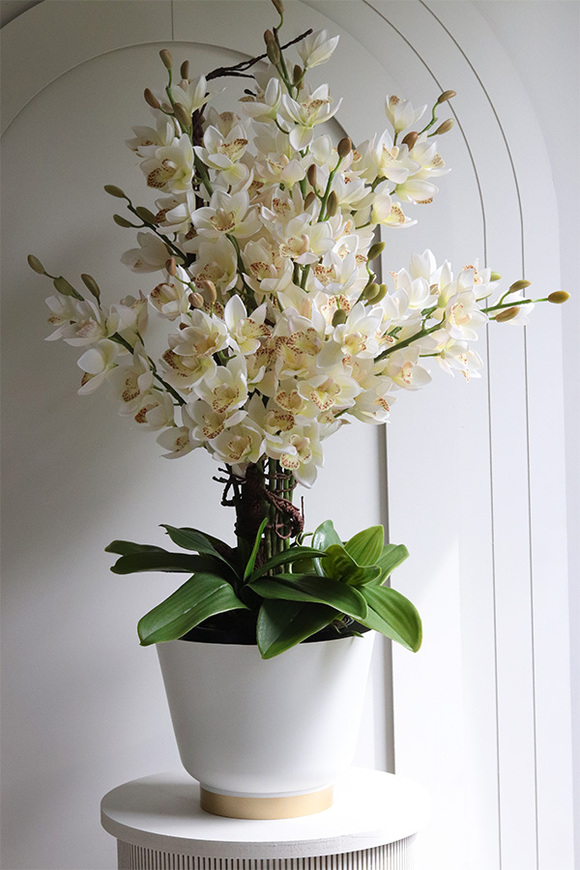 Hellada, storczyk cymbydium w doniczce