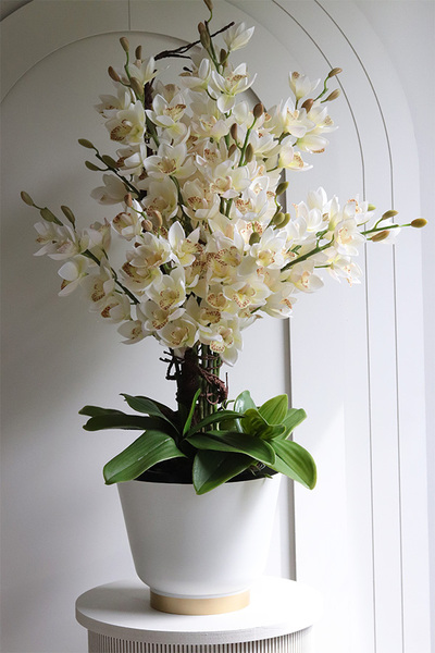Hellada, storczyk cymbydium w doniczce