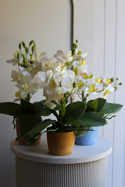 Mini Colors Concrete, gumowy storczyk w różowej donicy