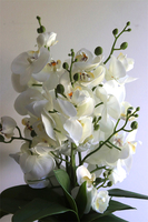 Beira Green, elegancki storczyk w zielonej donicy