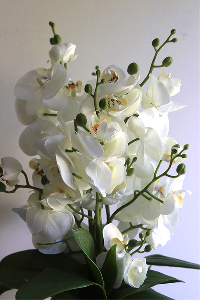 Beira Green, elegancki storczyk w zielonej donicy