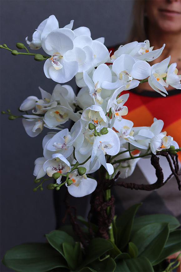 Diamondo Gold 3, storczyk w złotej donicy wysadzanej kryształami