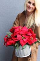 Gwiazda Betlejemska Srebro, wysokiej jakości sztuczna roślina