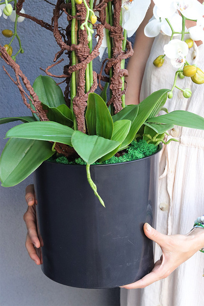 Mediolan New Premium, storczyk do Twojej donicy