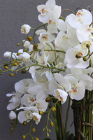 Premium Orchid, komplet 2 szt. wysokich storczyków w białych donicach, wym.154cm/175cm