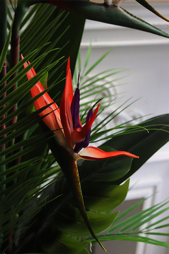 Strelicja Yfrena, kompozycja w wazonie, wys.102cm