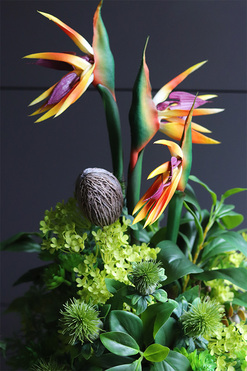 egzotyczna kompozycja w donicy, Strelicja Central Park, wys.65cm 