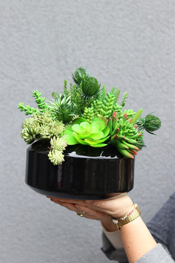 Suculentis Gaina, zielona kompozycja z sukulentami, wym.26x23cm