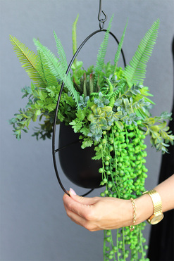 Black Longia, kompozycja sukulenty w Twojej wiszącej donicy, śr.33cm 