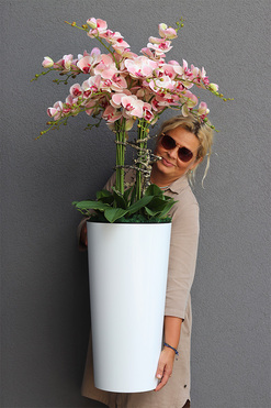 Ballerina Mediolan, podłogowy gumowy storczyk w białej donicy, wys.130cm