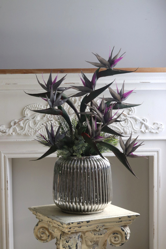 Strelicja Silver Blue, kompozycja w srebrnej donicy