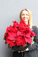 Gwiazda Betlejemska Classy, wysokiej jakości sztuczna roślina