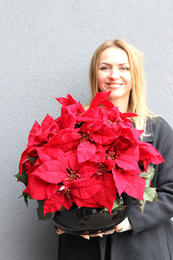 Gwiazda Betlejemska Classy, wysokiej jakości sztuczna roślina, wys.37cm