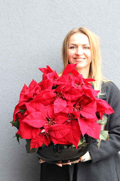 Gwiazda Betlejemska Classy, wysokiej jakości sztuczna roślina
