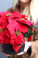 Gwiazda Betlejemska Czerń, wysokiej jakości sztuczna roślina