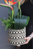 Strelicja Kolinda, kompozycja ze strelicją w donicy