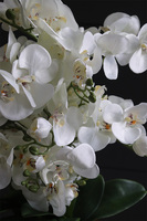 Black Moment, nowoczesny storczyk w czarnej osłonce