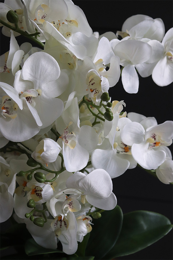 Black Moment, nowoczesny storczyk w czarnej osłonce