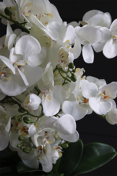 Black Moment, nowoczesny storczyk w czarnej osłonce