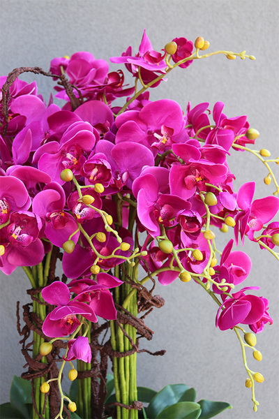 Grande Fiberglass Black Fuksja, efektowny storczyk w czarnej donicy, wys.139cm