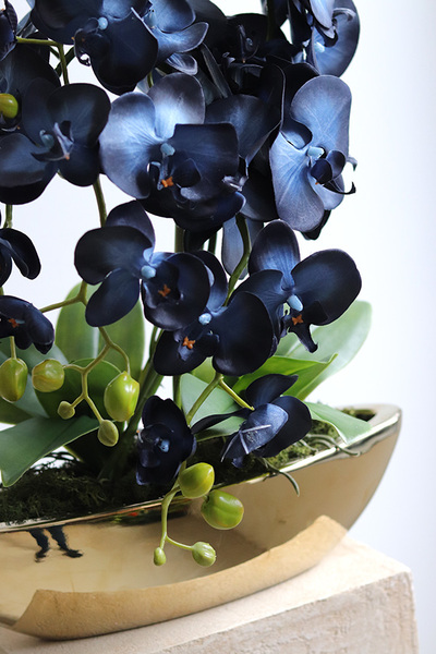  Laos Blueterre Gold, granatowy sztuczny storczyk w donicy