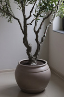 Oliwka Premium XXL, sztuczna roślina drzewko oliwne