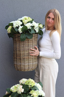 La France C, kompozycja z hortensji w koszu