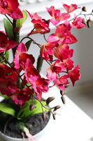 Malinovy, sztuczny storczyk w doniczce