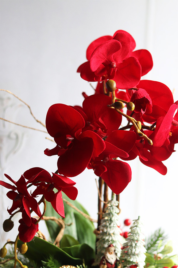 Gracja Winter Red, czerwony storczyk zimowy