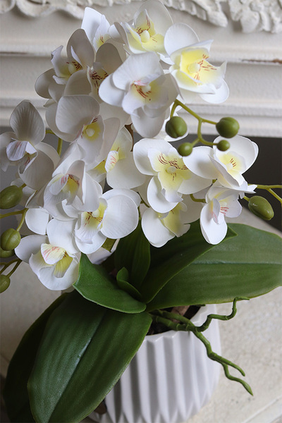 Evelinta, gumowy storczyk w białej donicy