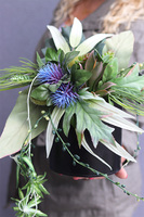 Denilea, kompozycja z zielonych roślin w metalowym naczyniu