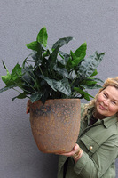 Filodendron Pompei, sztuczna roślina w donicy ceramicznej