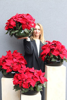 Gwiazda Betlejemska Klassika, wysokiej jakości sztuczna roślina